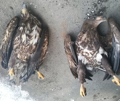 Cztery bieliki zabite, dwa ranne. Policja szuka rolnika, który zatruł pole chemią