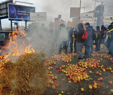 Protest rolników w Warszawie. Świńskie łby na ulicy