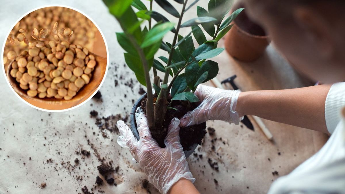 Nawóz z soczewicy fot. freepik