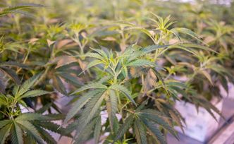 100 kilogramów marihuany tygodniowo może trafiać do Polski. Wszystko legalnie