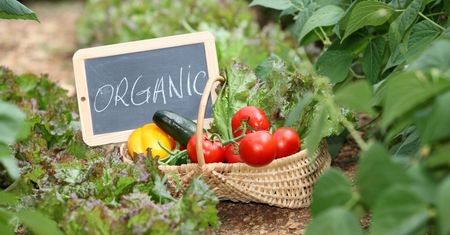 7 organicznych produktów, które warto mieć w kuchni