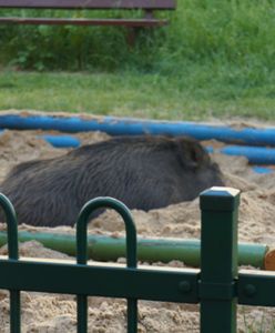 Dzik uciął sobie drzemkę w piaskownicy. Nietypowa interwencja policji