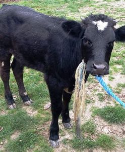 Radecznica na Lubelszczyźnie. Cielak błąkał się po wsiach. Nikt nie chce się do niego przyznać
