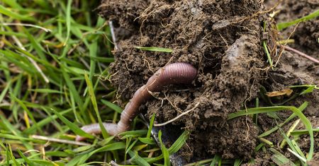 Dziwne zachowanie dżdżownic zadziwiło klimatologów. Teraz mają problem
