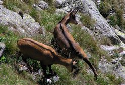 Martwe kozice w Tatrach. Służby obwiniają turystów i helikoptery