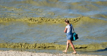 Sinice w Bałtyku. Plaże są już otwarte