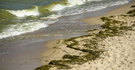 Czym są sinice? Zamknięto kąpieliska nad Morzem Bałtyckim