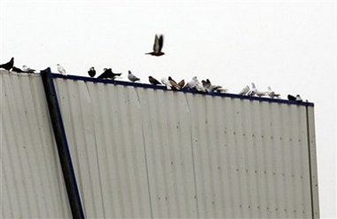 Po katastrofie hodowcy gołębi poszukują swoich ptaków