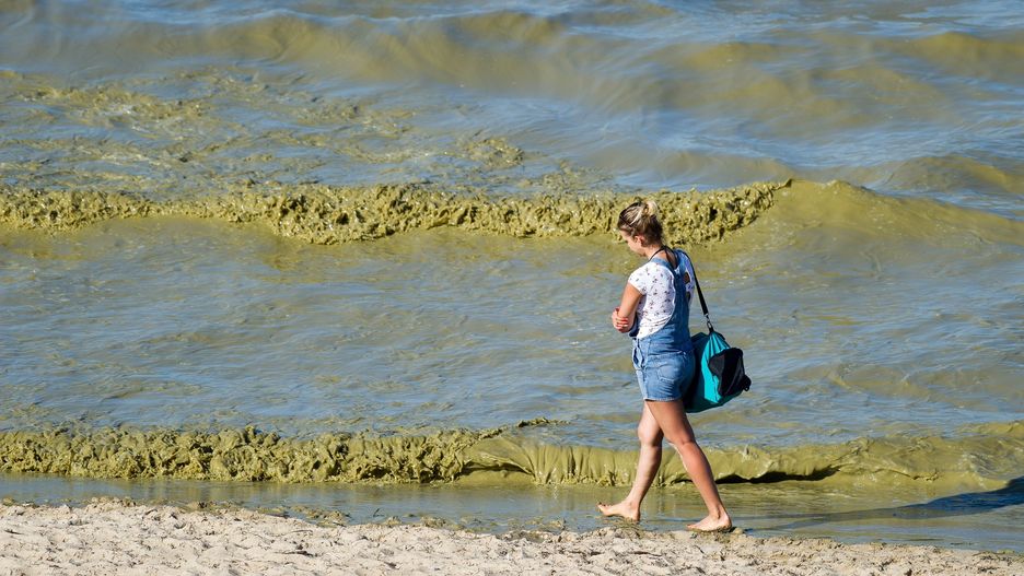 Sinice psuły humory plażowiczom. Jest już dobra wiadomość