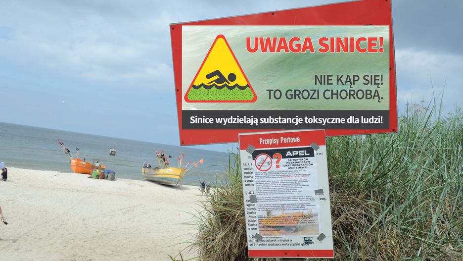 Sinice w Bałtyku - ostrzeżenia.