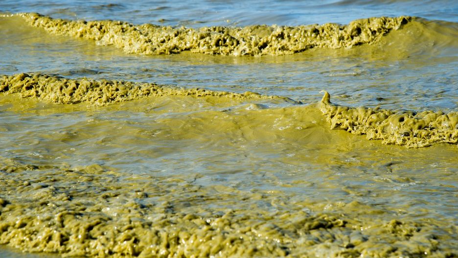 Sinice znowu zakwitły w Bałtyku - plaże zamknięte