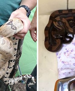 Boa dusiciele na kempingu. Turystka znalazła je w swoim namiocie