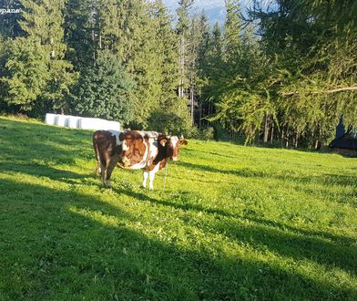 Gubałówka. Incydent z udziałem krowy. Zraniła 9-latkę