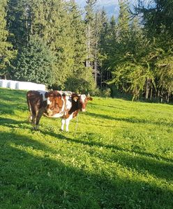 Gubałówka. Incydent z udziałem krowy. Zraniła 9-latkę