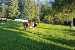 Gubałówka. Incydent z udziałem krowy. Zraniła 9-latkę