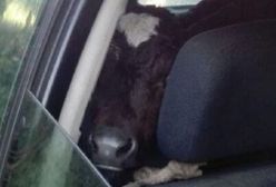 Takiego zwierzęcia na tylnej kanapie nikt się nie spodziewał