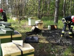 Tysiące pszczół zginęło, bo ktoś podpalił pasiekę