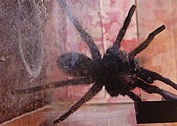 Siedemdziesiąt pająków w bydgoskim mieszkaniu