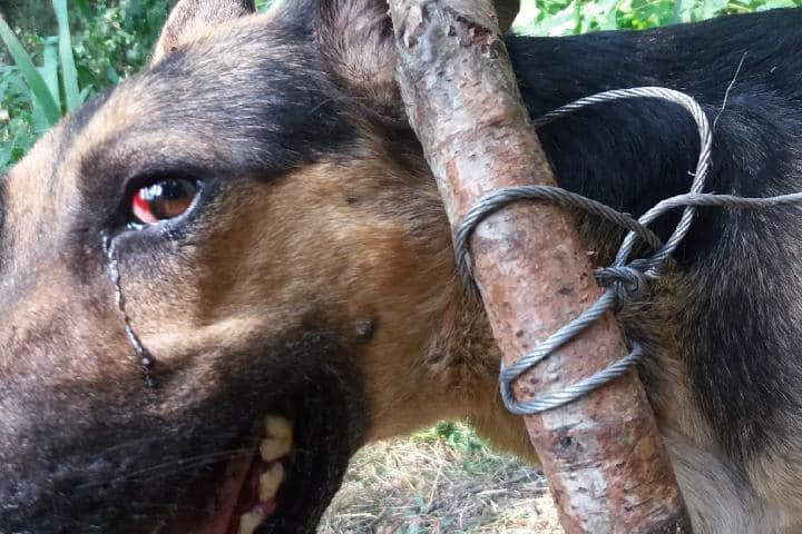 Podlesie Wysokie. W lesie znaleziono psa uwiązanego na stalowej lince