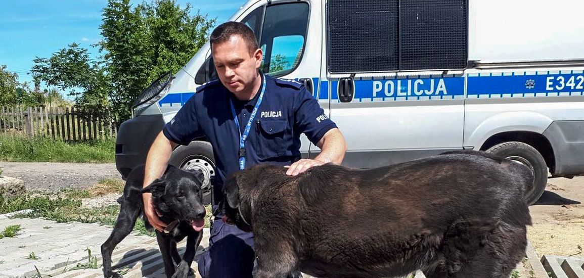 Nowa Sól (Lubuskie). Drugi katowany pies znalazł azyl u policjanta