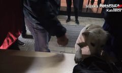 Festiwal Mayday w Katowicach. Zatrzymano 22 osoby