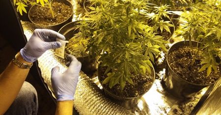 Kupił mieszkanie. W środku czekała na niego plantacja konopi