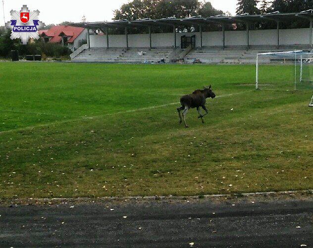 Łoś na stadionie miejskim