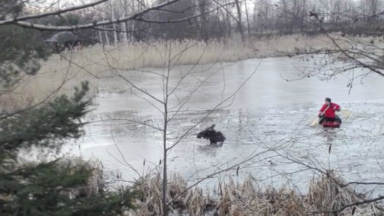 Strażacy dotarli do zwierzęcia z pomocą łodzi i sań 