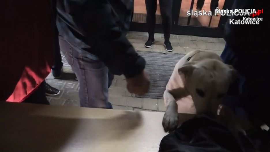 Policja co roku znajduje narkotyki na festiwalu Mayday