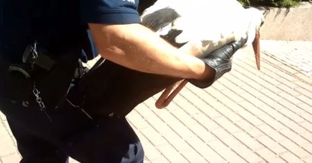 Policja ruszyła na ratunek rannemu bocianowi