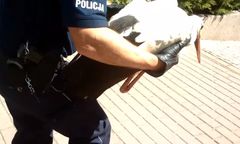 Policja ruszyła na ratunek rannemu bocianowi