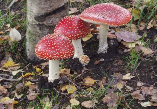 Grzybowe niebezpieczeństwo