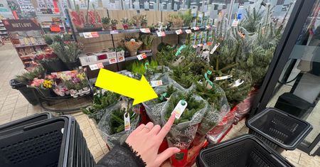 Kupiłam tanią choinkę w Lidlu. Tak wygląda, gdy wyjęłam ją z siatki ochronnej
