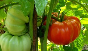 Wrocław: Pamiętajcie o ogrodach! A tymczasem sadźcie pomidory na balkonach
