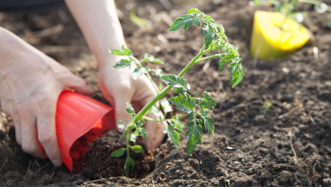 Jak sadzić pomidory fot. getty images