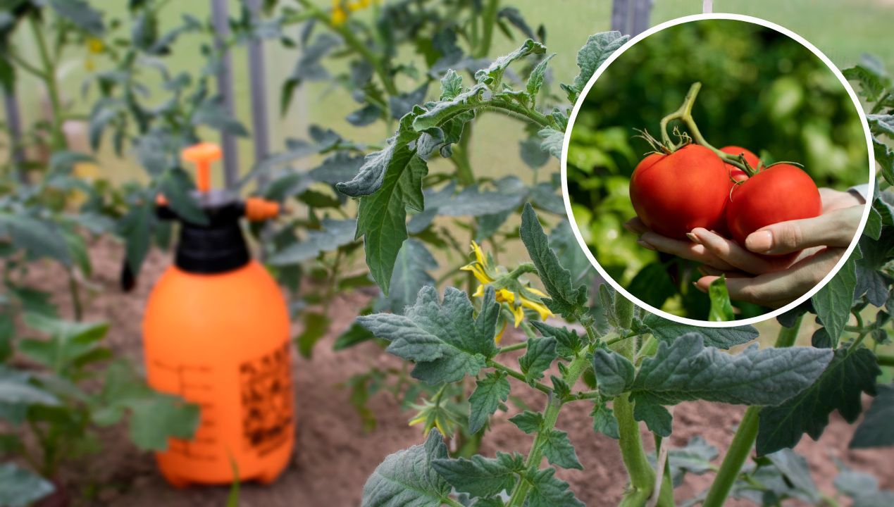 Oprysk z czosnku na pomidory jest stosowany od wielu pokoleń. Zwalcza mszyce i chroni przed zarazą ziemniaczaną