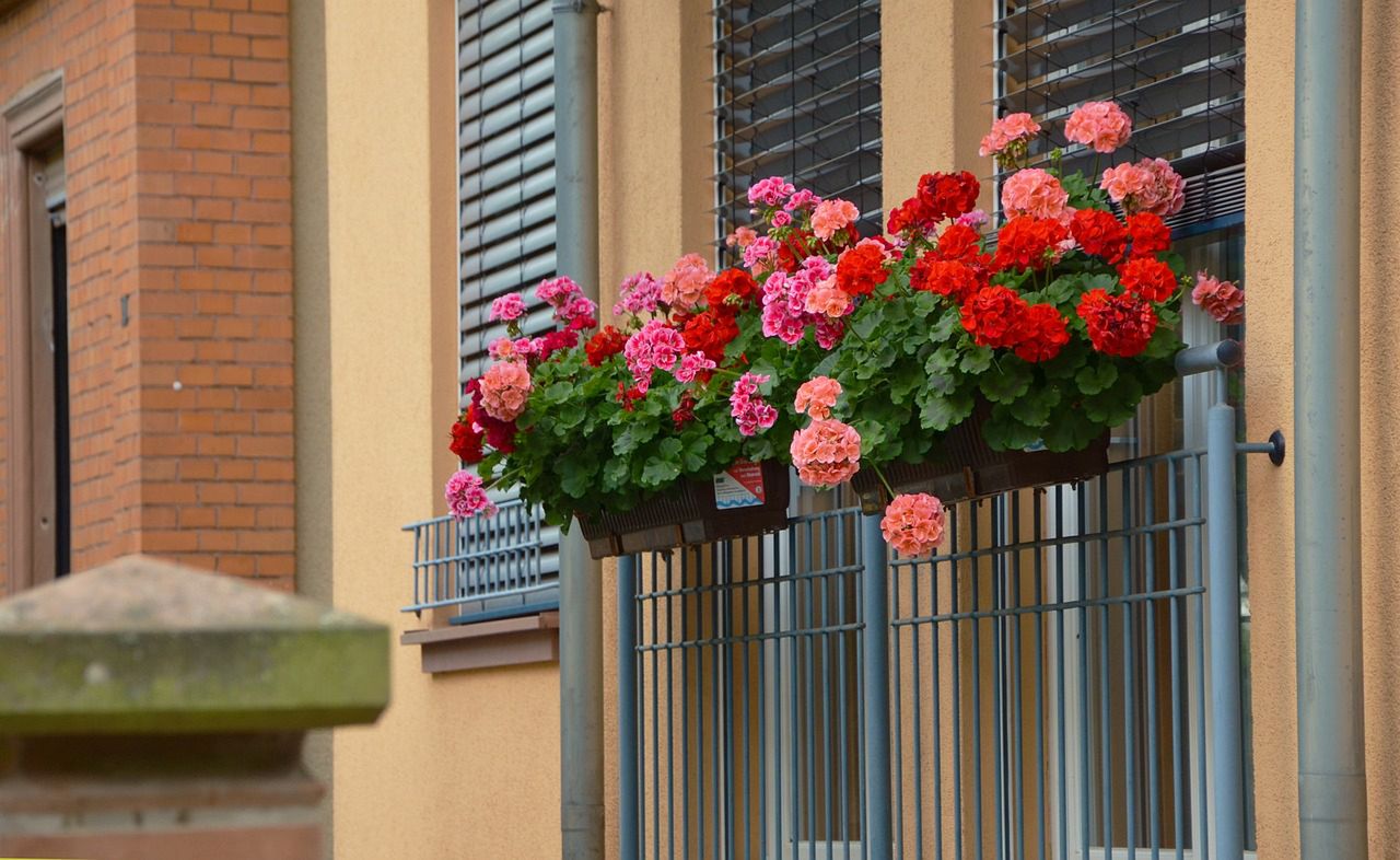 pelargonie na balkonie, fot. Pixabay