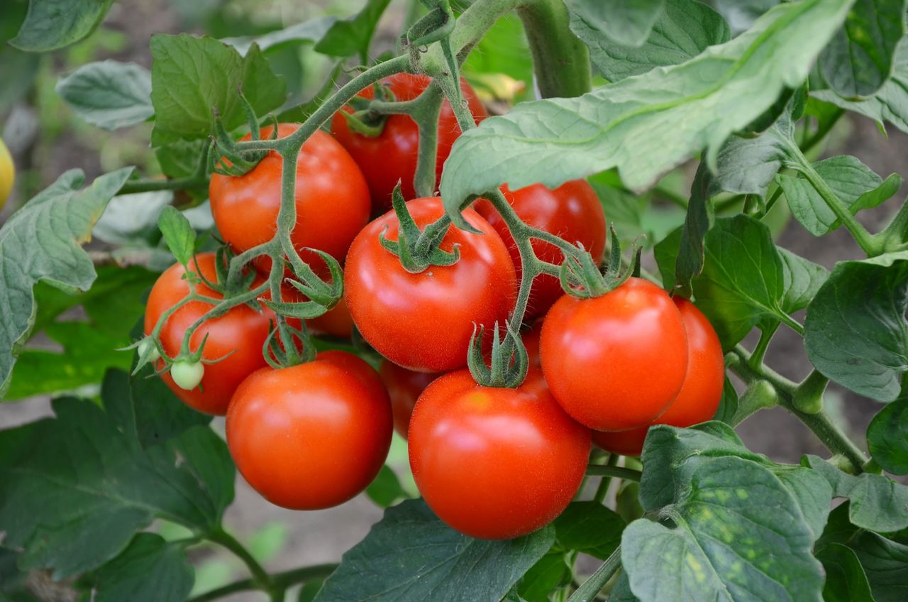 pomidor zwija liście, fot. freepik