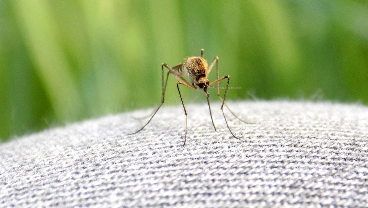 komary i mrówki w ogrodzie fot. getty images