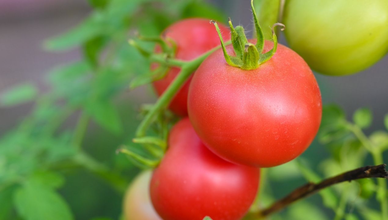 jak uprawiać malinowe pomidory w ogrodzie fot. getty images