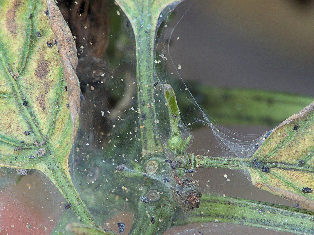 pająki w ogrodzie fot. Rasbak, CC BY-SA 3.0  via Wikimedia Commons