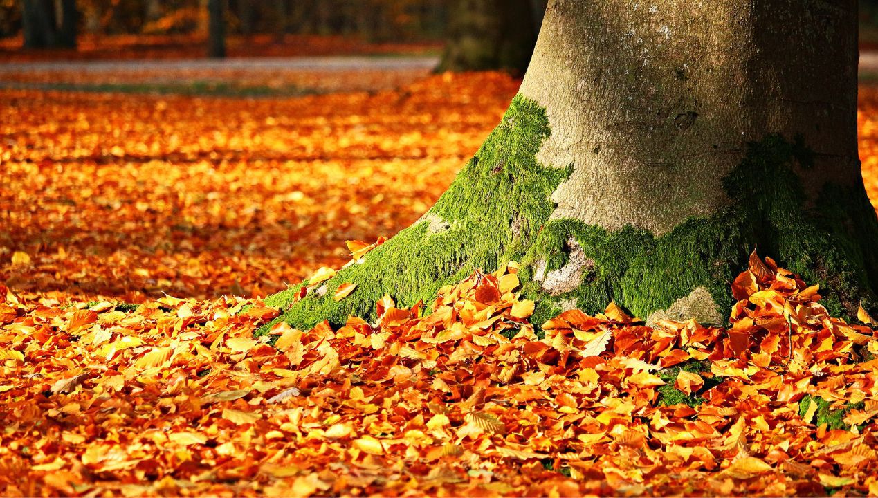 Oto dlaczego jesienią chodniki są usłane liśćmi. Jest ważny powód