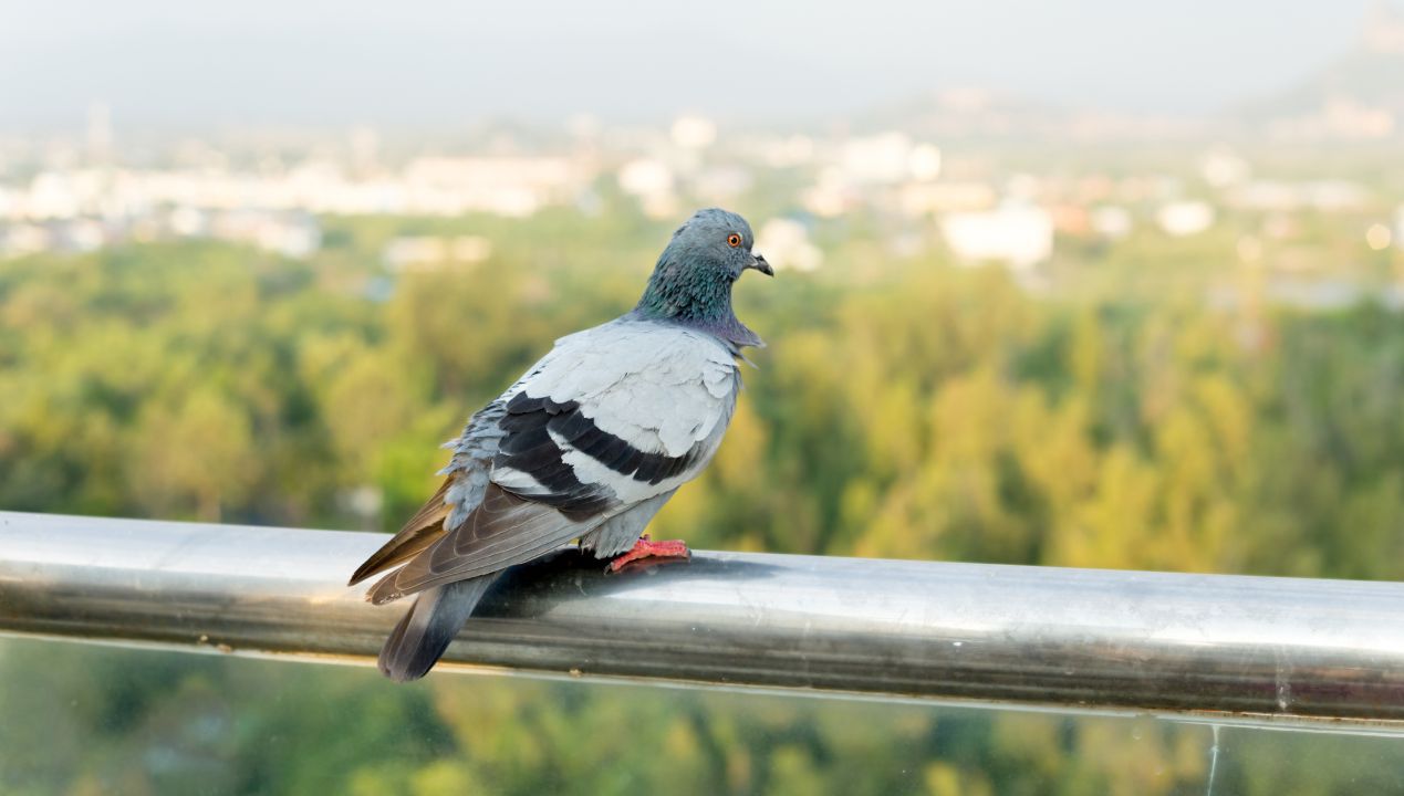 Umyj balustrady tym produktem. Żaden gołąb nie pojawi się na balkonie