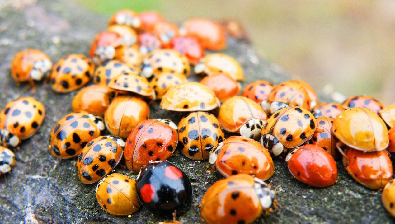 Sposoby na biedronki azjatyckie fot. getty images