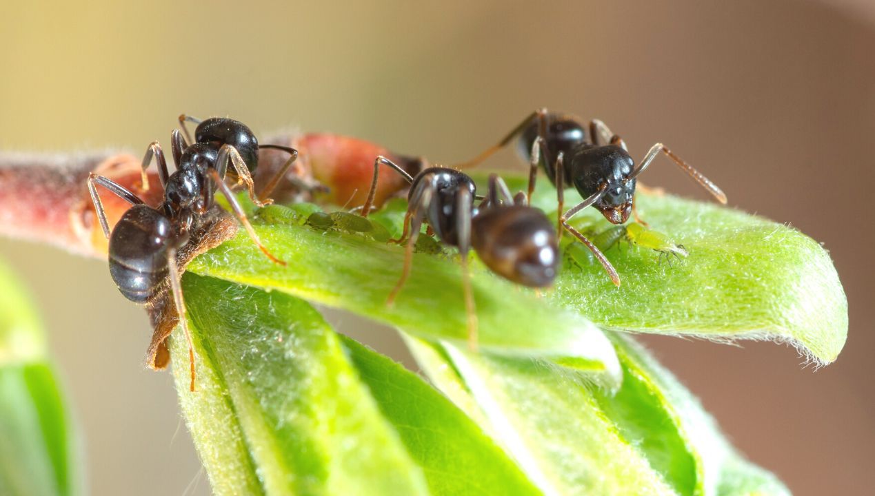 domowy sposób na mrówki w ogrodzie fot. getty images