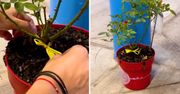 Nie bez powodu już zaczęłam wieszać żółte wstążki na roślinach w ogrodzie