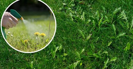 Szybki w przygotowaniu oprysk na chwasty. Wystarczą 2 produkty z kuchni