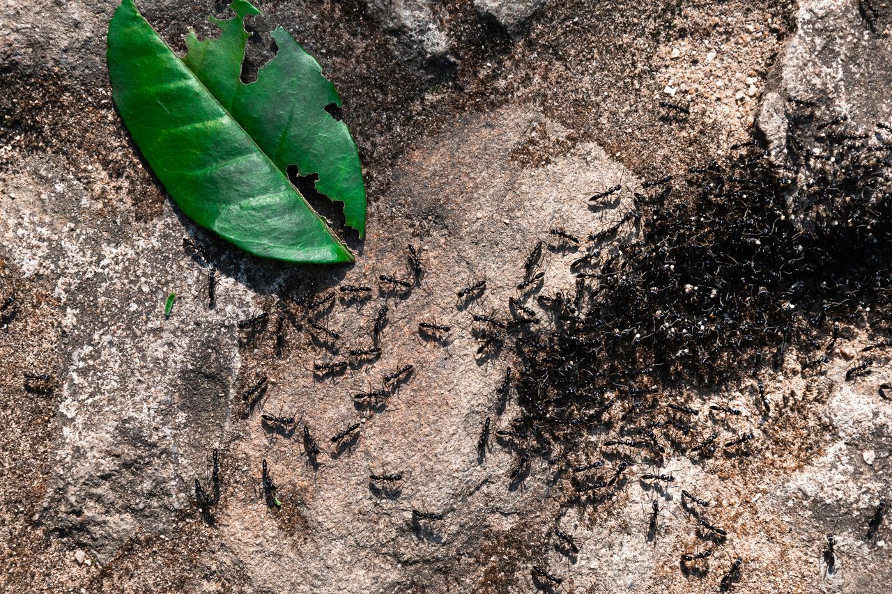 komary i mrówki w ogrodzie, fot. gettyimages