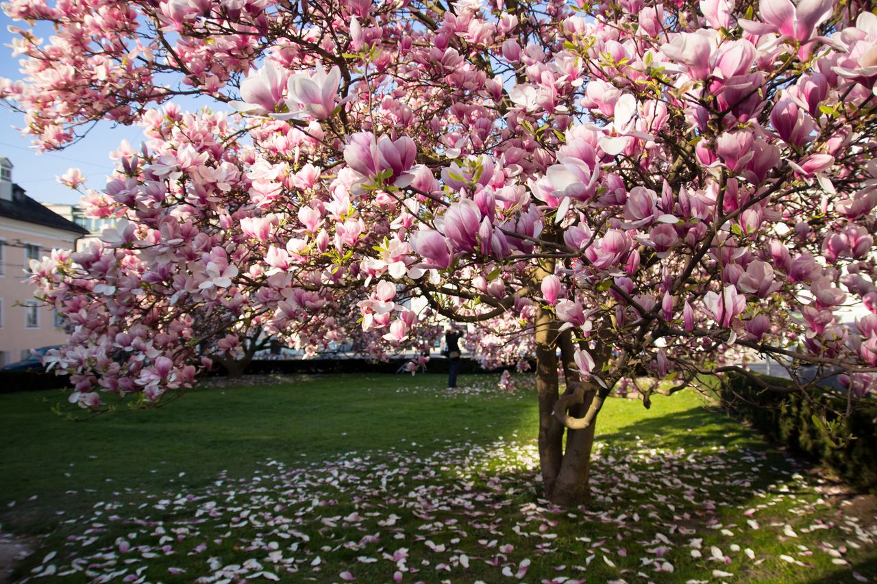 dlaczego magnolia nie kwitnie, fot. gettyimages