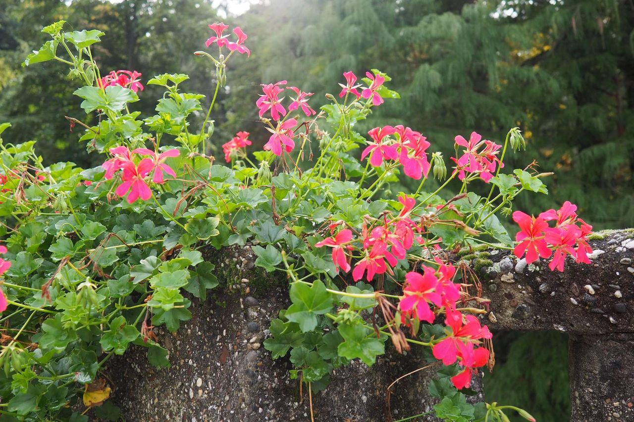 jak wybudzić pelargonie, fot. Freepik